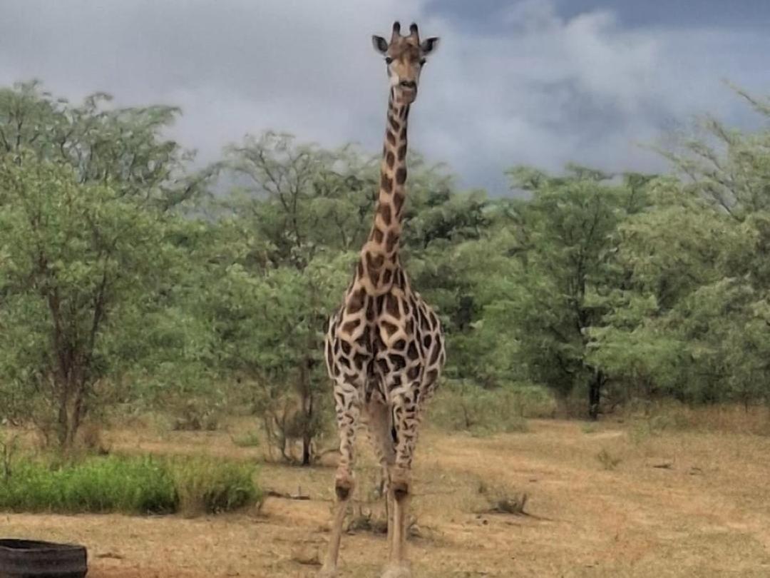 Kigeni Safari Lodge & Spa ฟาลวอเทอร์ ภายนอก รูปภาพ