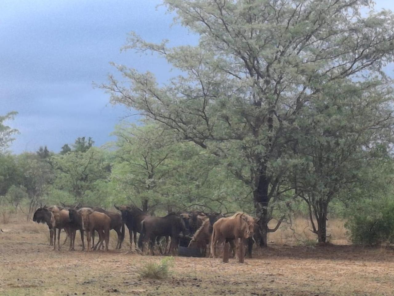 Kigeni Safari Lodge & Spa ฟาลวอเทอร์ ภายนอก รูปภาพ