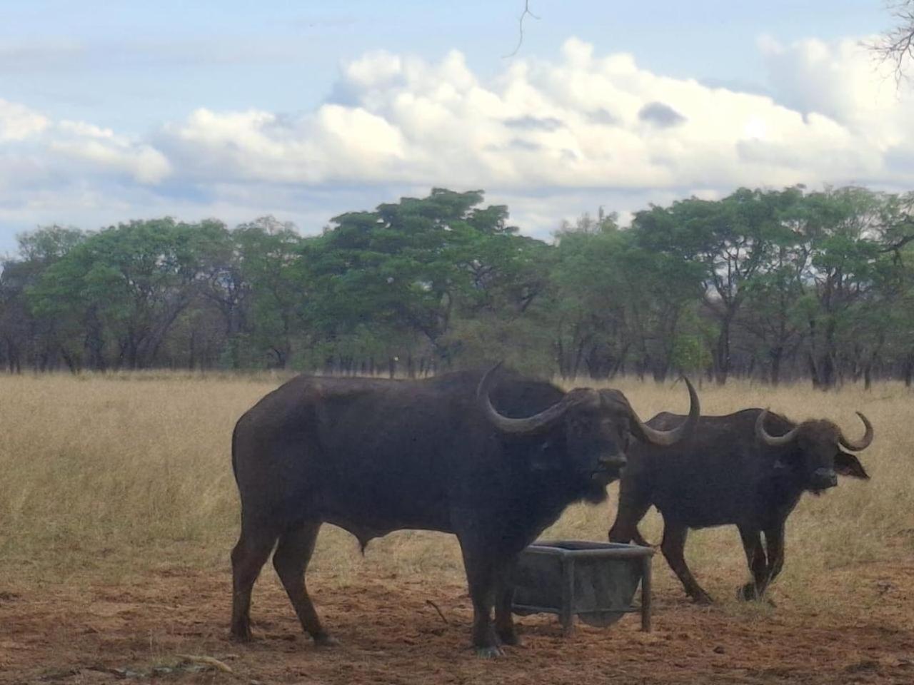Kigeni Safari Lodge & Spa ฟาลวอเทอร์ ภายนอก รูปภาพ